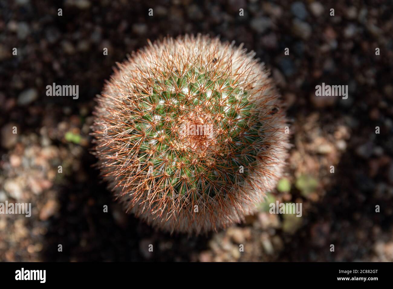 Mammillaria spinosissima, also known as the spiny pincushion cactus, in Winter Garden municipal conservatory in Helsinki, Finland Stock Photo