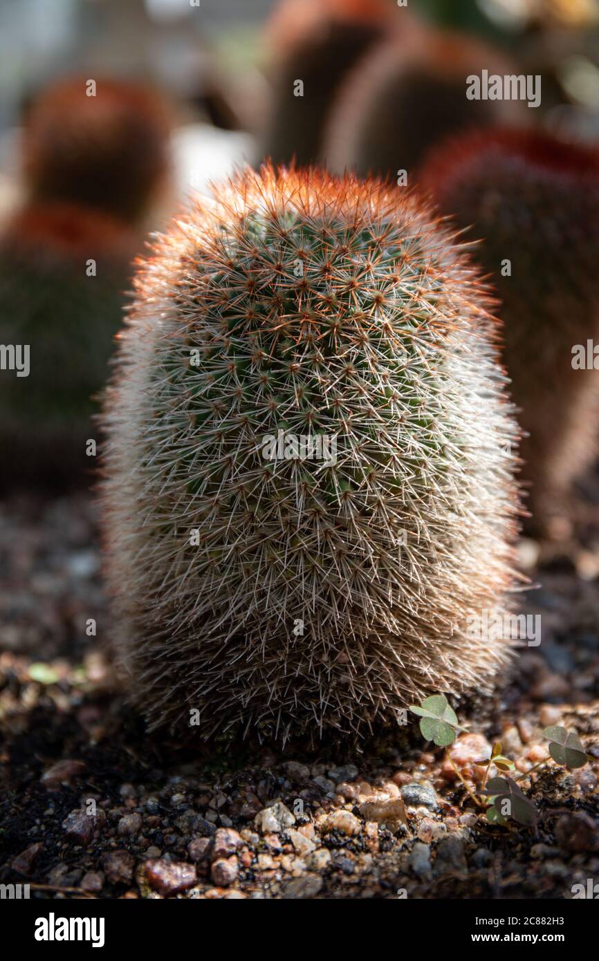 Mammillaria spinosissima, also known as the spiny pincushion cactus in Winter Garden municipal conservatory in Helsinki, Finland Stock Photo