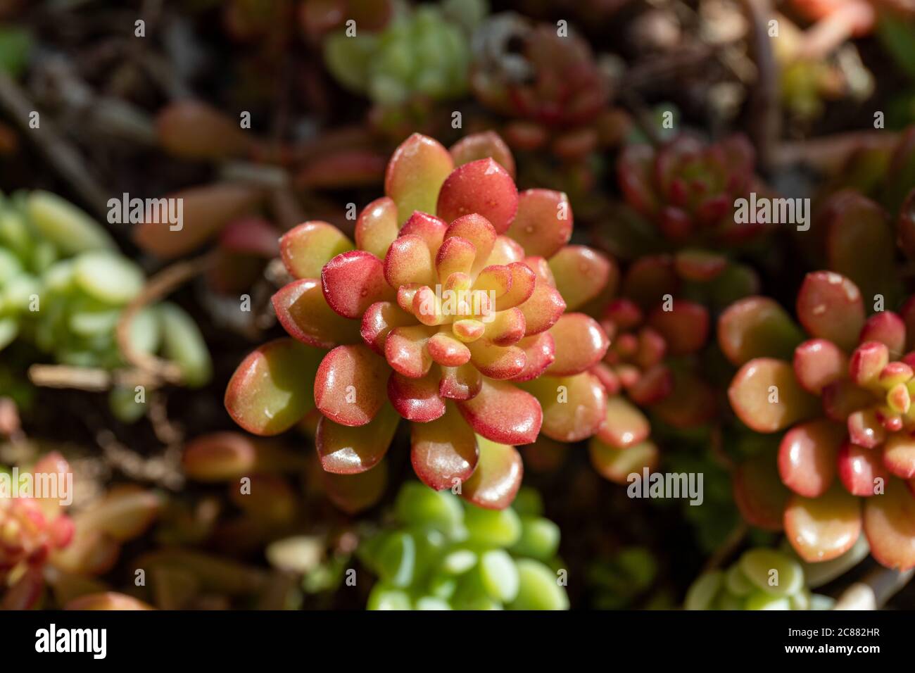 Closeup of Sedum rubrotinctum or Sedum × rubrotinctum, commonly known as jelly-beans,[1] jelly bean plant, or pork and beans Stock Photo