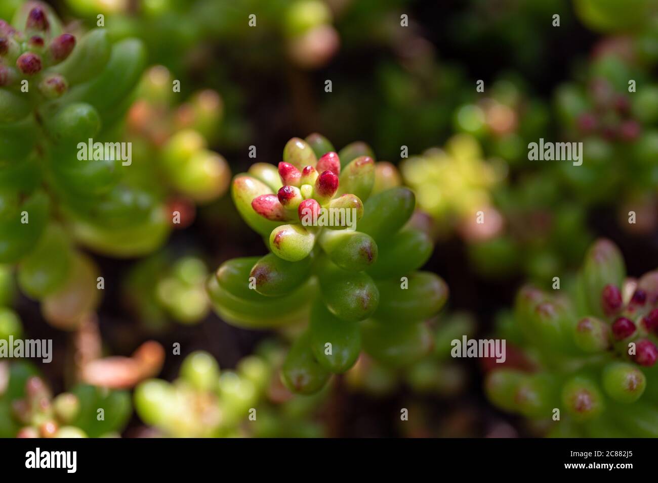 Closeup of Sedum rubrotinctum or Sedum × rubrotinctum, commonly known as jelly-beans, jelly bean plant or pork and beans Stock Photo