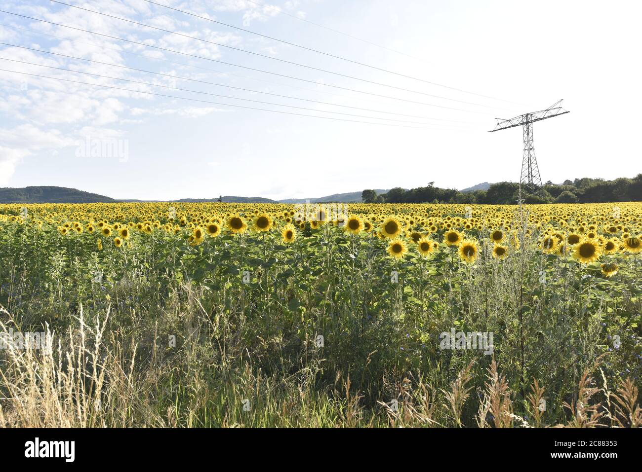 Sonnenblumenfeld am Burg Regenstein. Stock Photo