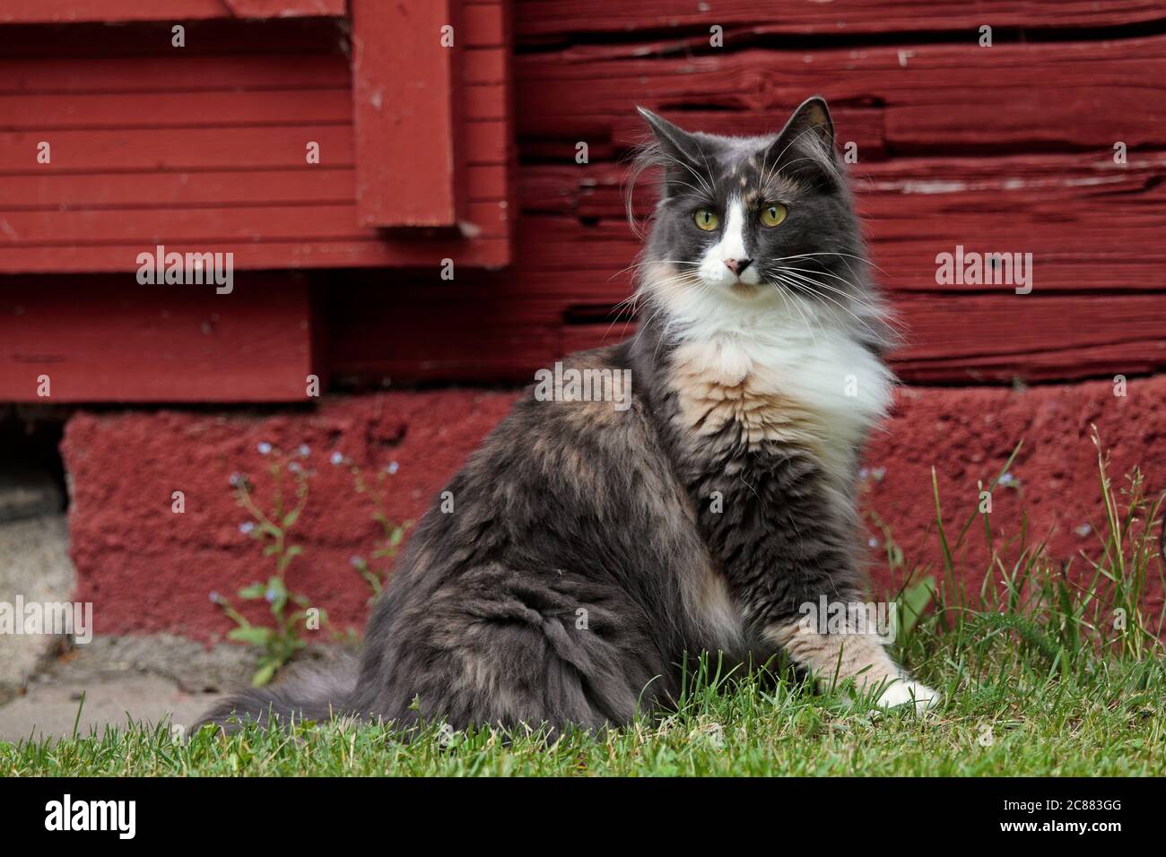 A beautiful norwegian forest cat with alert expression sitting near a red painted house Stock Photo