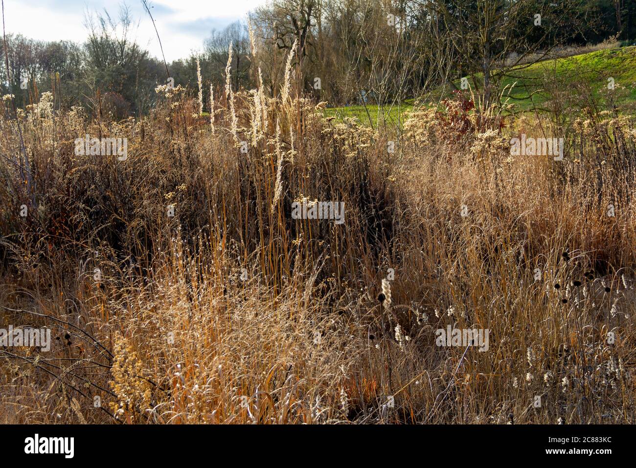 Dry dense vegetation hi-res stock photography and images - Alamy