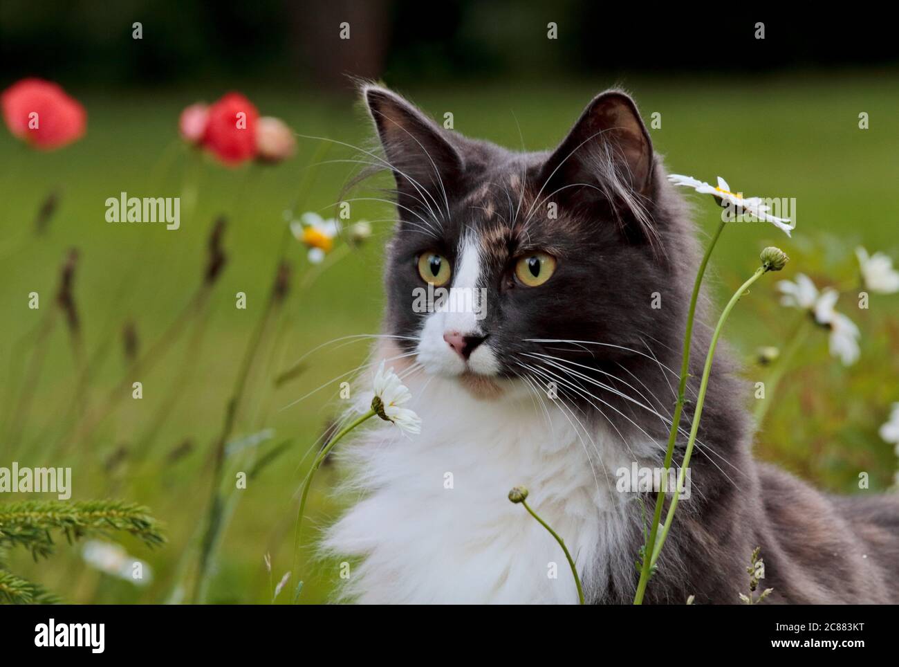Norwegian forest cat with alert expression sitting among garden flowers in summertime Stock Photo