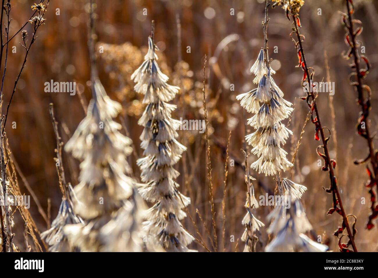 Dry Dense Vegetation High Resolution Stock Photography and Images - Alamy