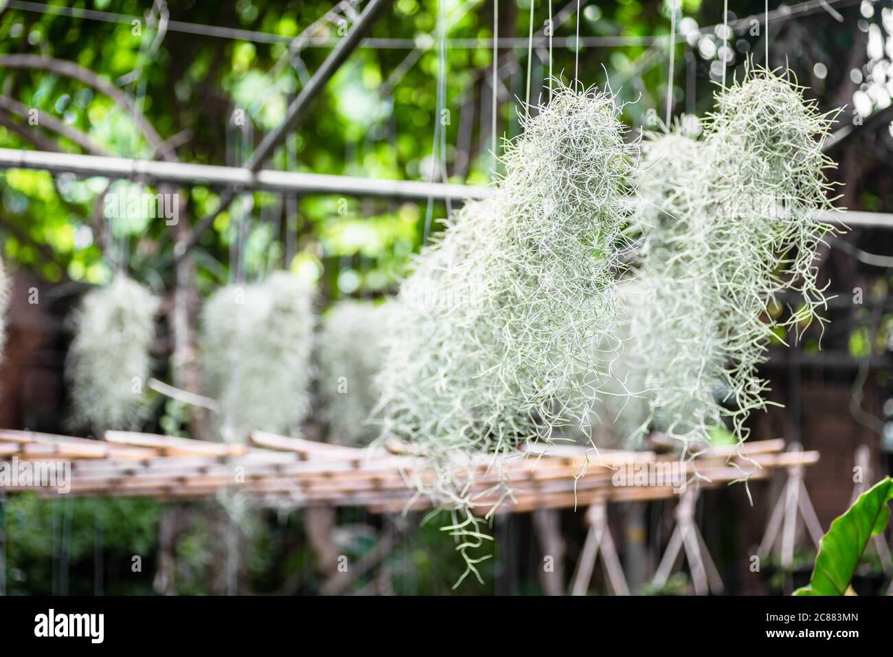 Spanish moss or Tillandsia usneoides hanging in tropical green garden