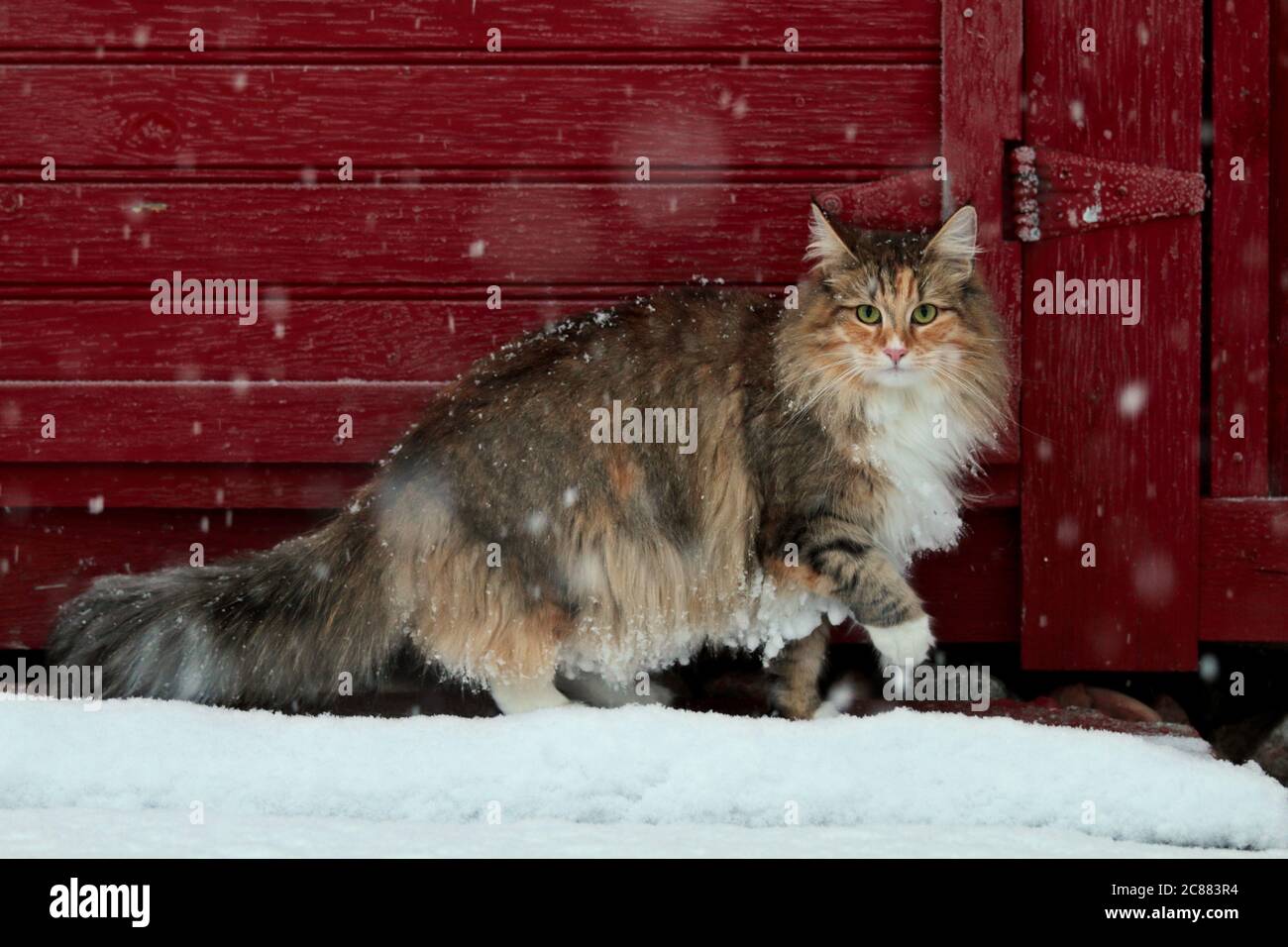 Norwegian forest cat female outdoors in winter time. She hates snow, snowfall and snowballs hanging in her fur Stock Photo