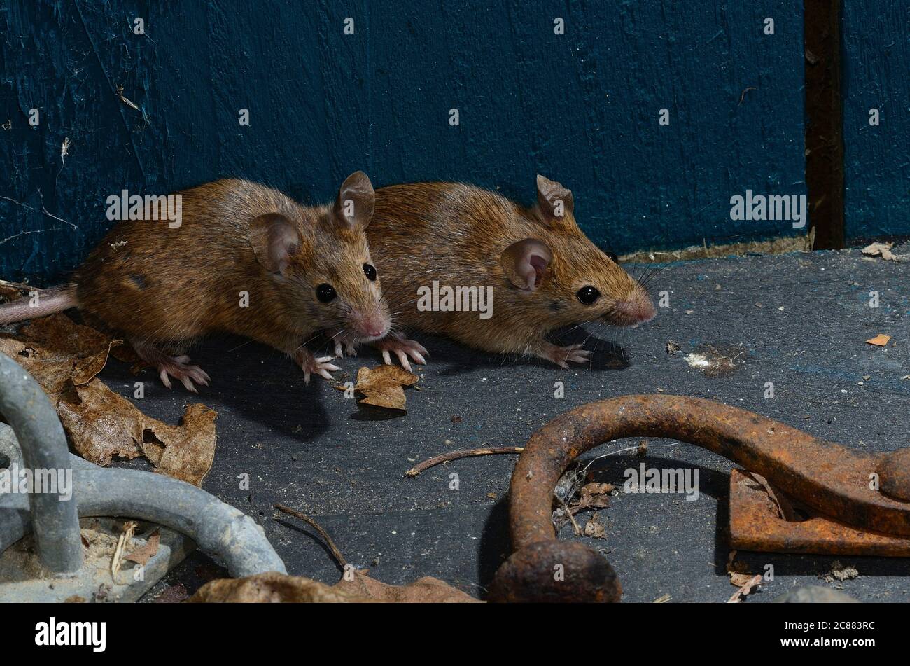 adult house mice in garden shed Stock Photo Alamy