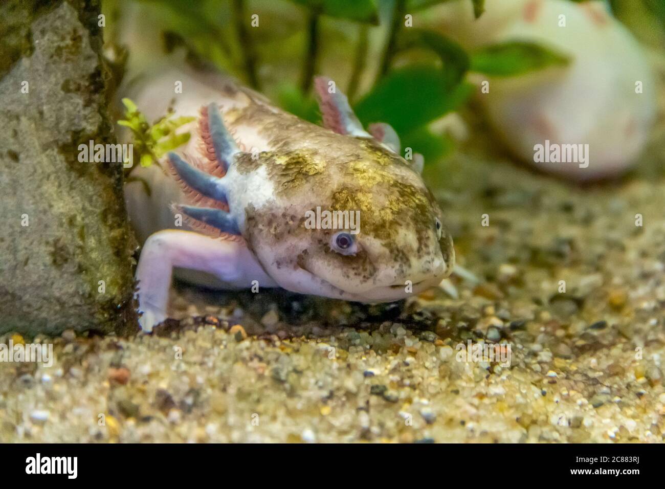 underwater scenery showing a Axolotl on sandy ground Stock Photo