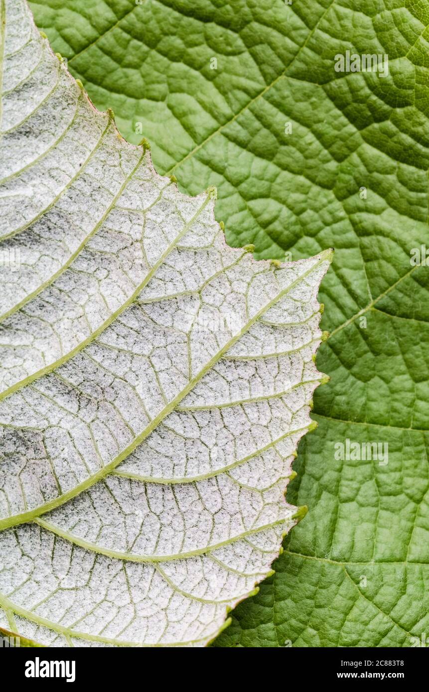 Vitis vinifera, green grape vine leaf with fine details, close-up, flat lay Stock Photo