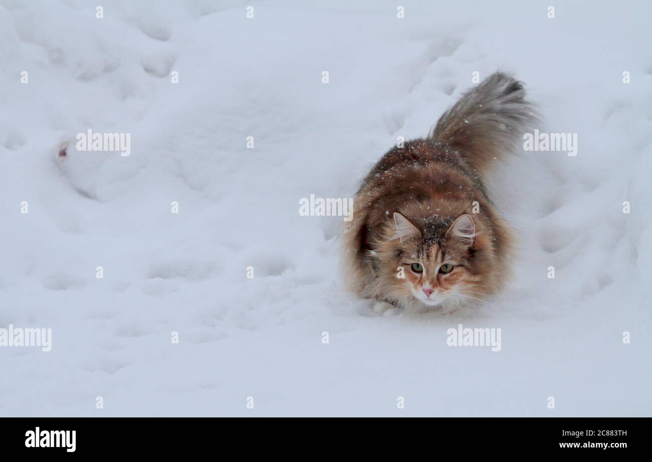 A norwegian forest cat female hunting something in new white snow Stock Photo