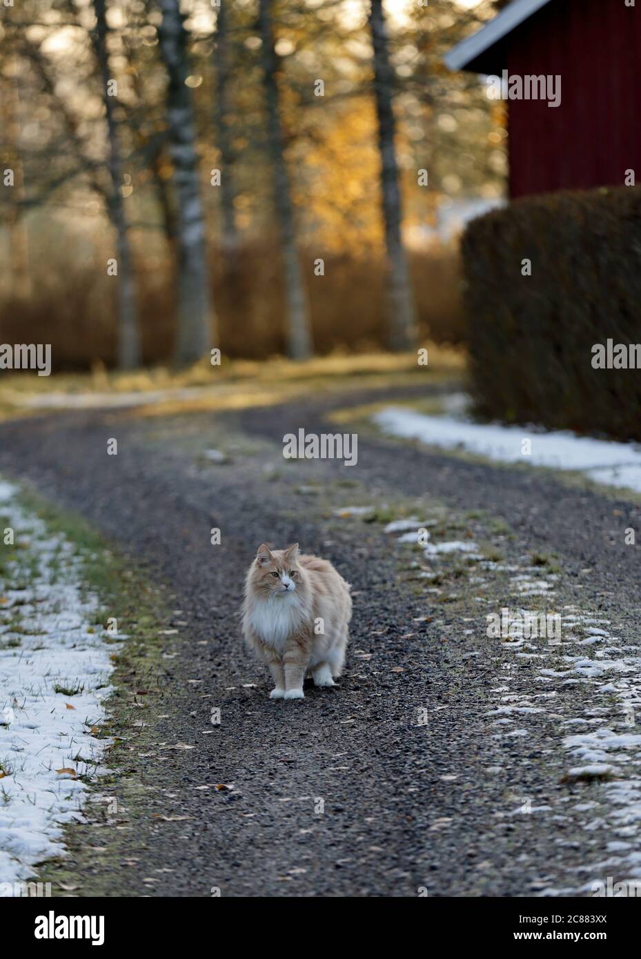 A norwegian forest cat male standing in the middle of the road at countryside on an early autumn morning Stock Photo