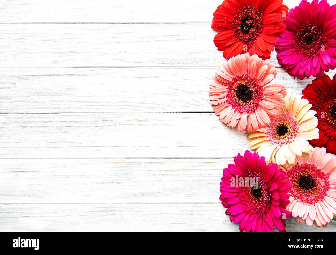 Bright gerbera flowers on a white wooden  background. Frame of flowers, top view Stock Photo