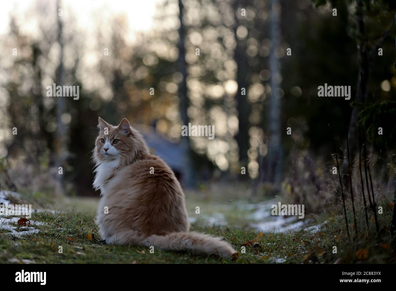 A norwegian forest cat sitting on the edge of a forest in early autumnal morning. Sun is just rising. Stock Photo