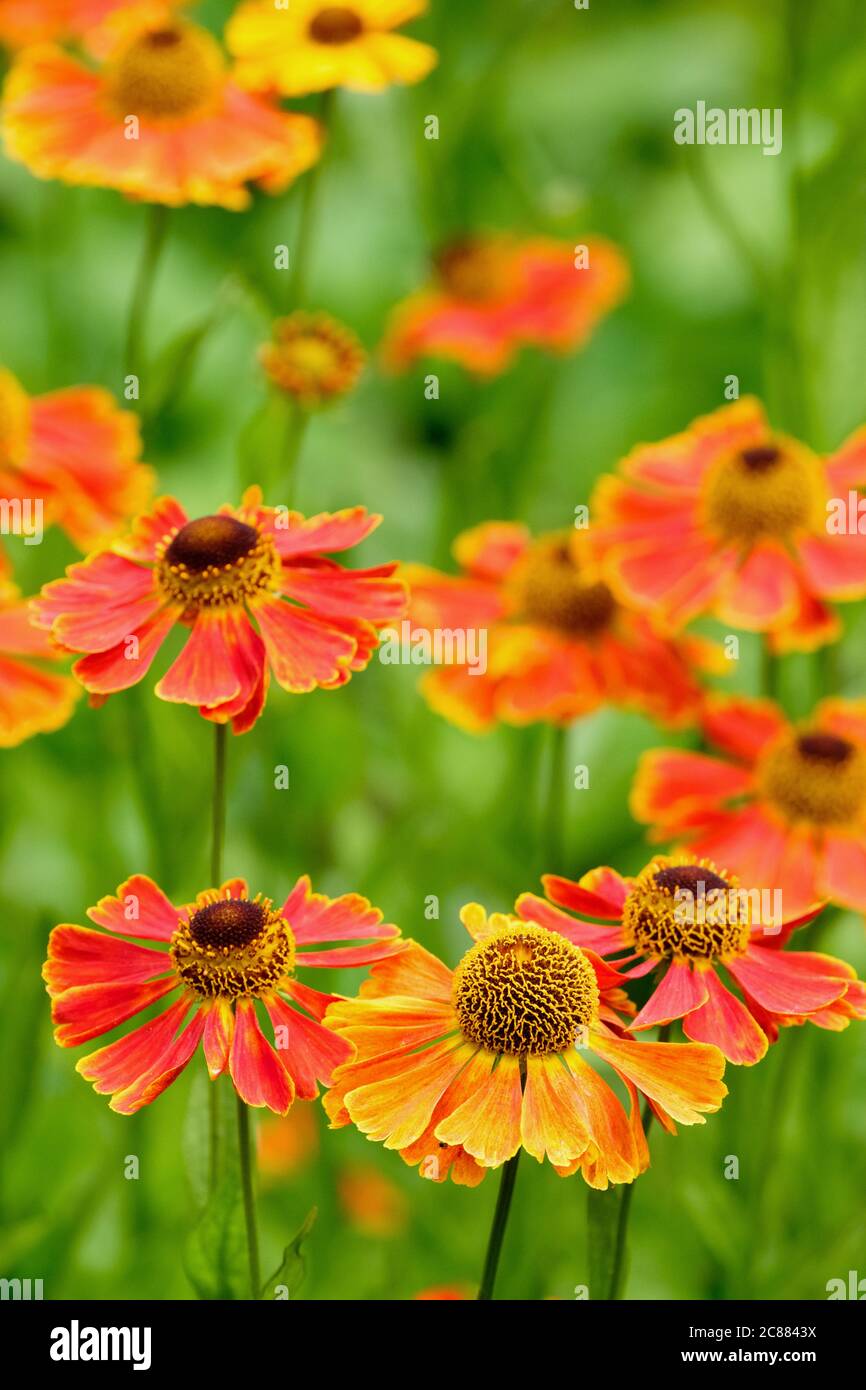 Copper-orange flowers of Helenium 'Waldtraut', Helenium 'Waltraut'. Sneezeweed 'Waltraut', False sunflower, Helen's flower, Yellow star Stock Photo