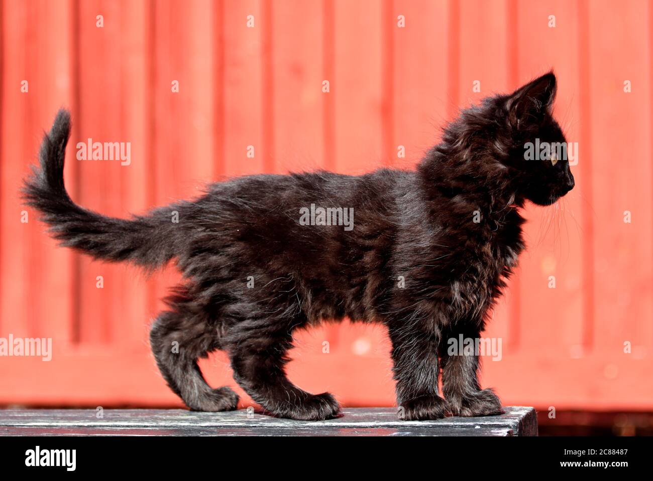 A four months old norwegian forest cat kitten standing in typical posture in bright daylight Stock Photo