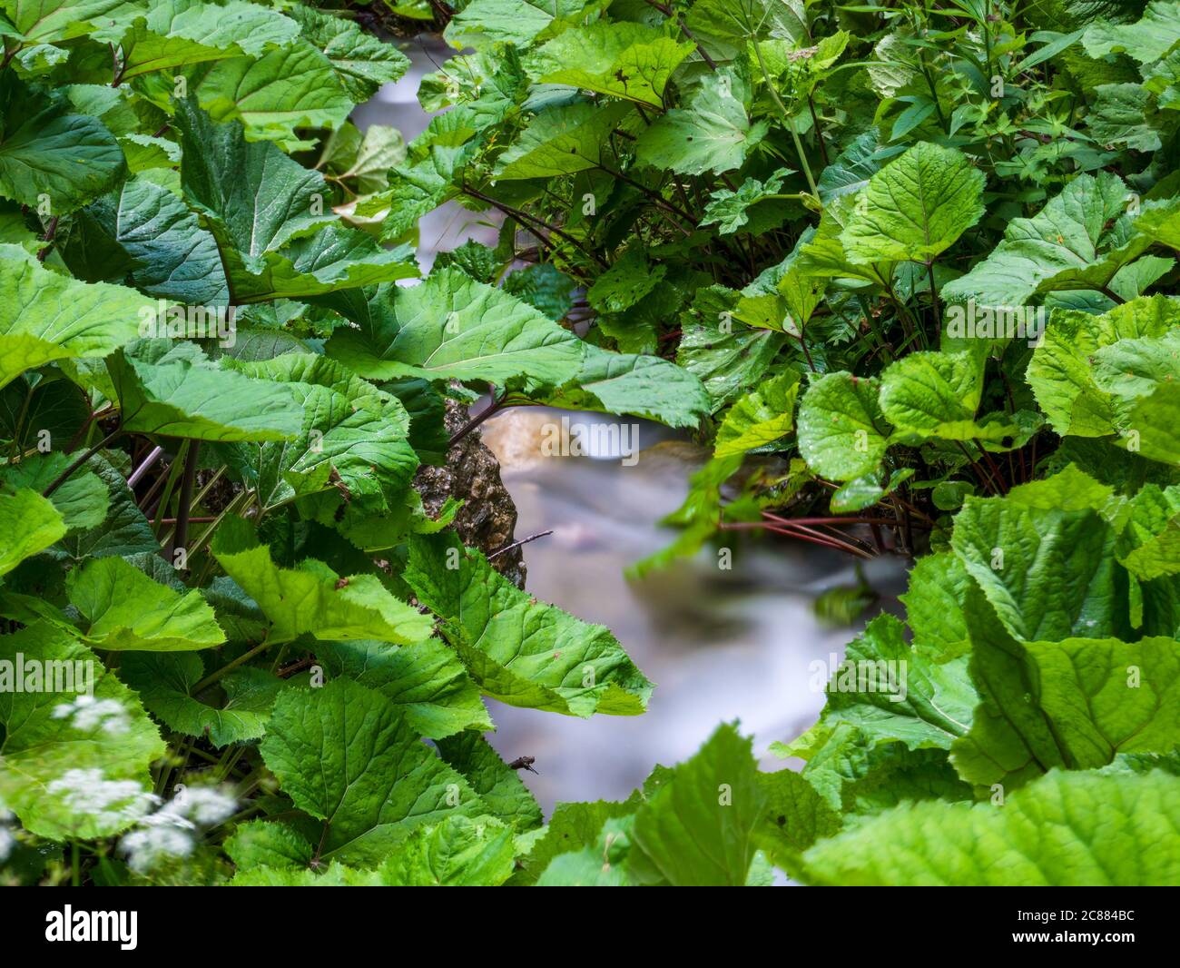 Stream flowing smoothly between hi-res stock photography and images - Alamy