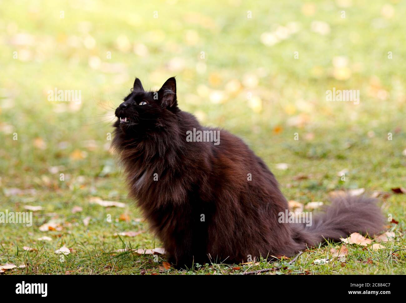 A black norwegian forest cat with her mouth opened waiting for a potential flying catch Stock Photo