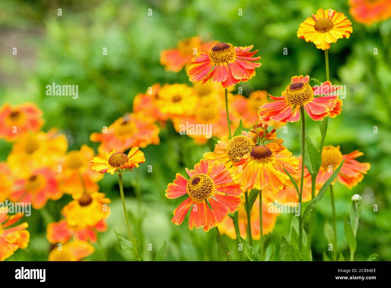 Copper-orange flowers of Helenium 'Waldtraut', Helenium 'Waltraut'. Sneezeweed 'Waltraut', False sunflower, Helen's flower, Yellow star Stock Photo