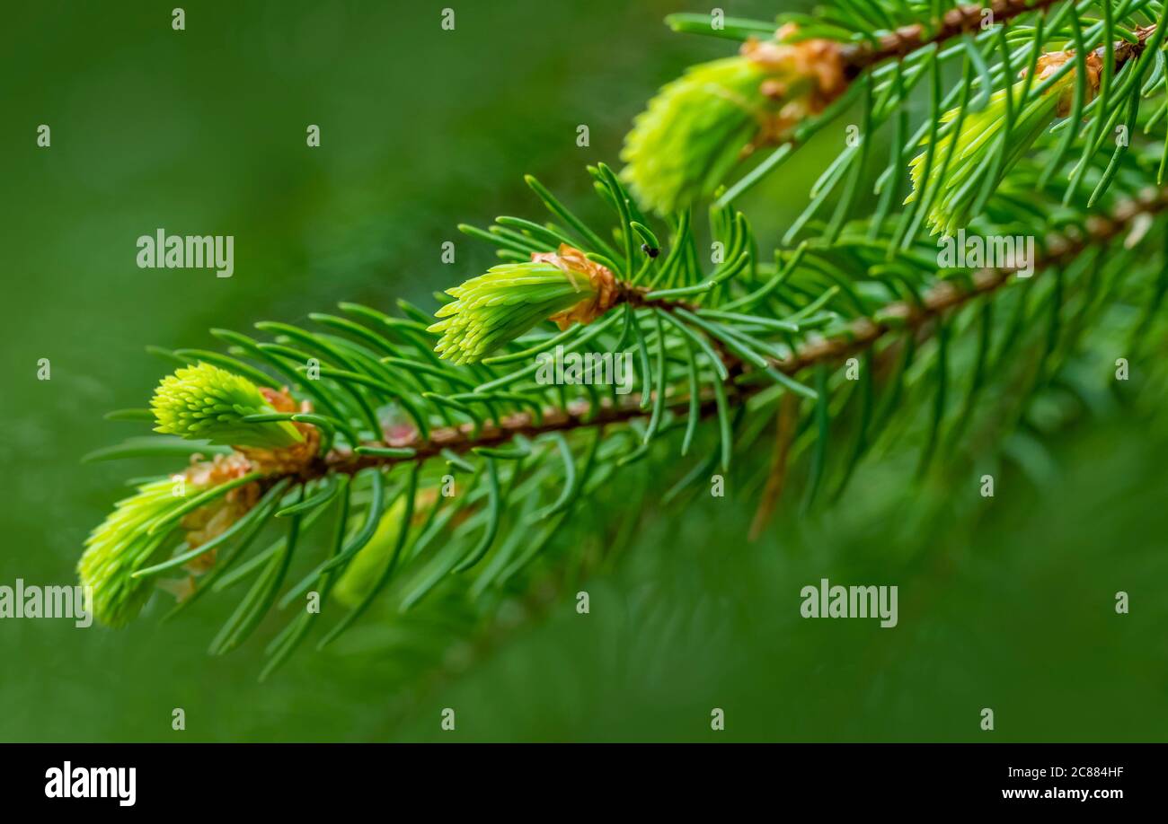 fresh green fir needles on a twig at spring time in green back Stock Photo