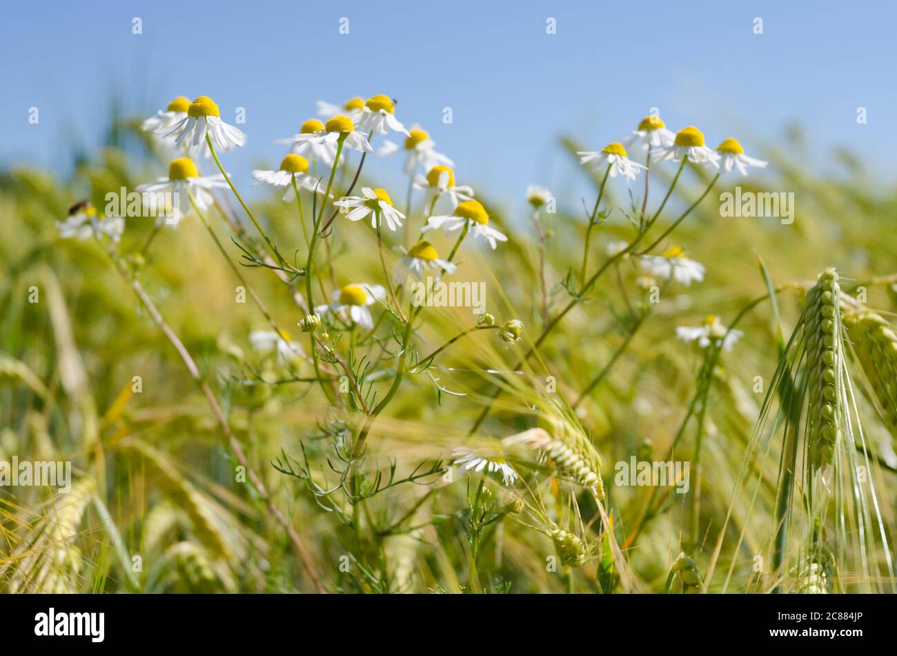 Matricaria chamomilla, flowers near a field, known as wild chamomile or
