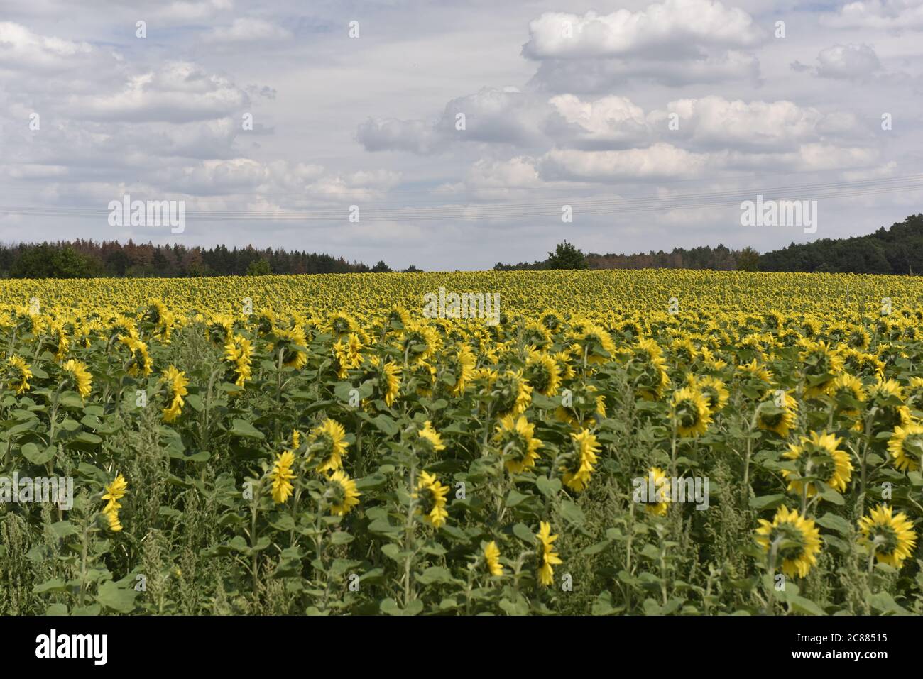 Many sunflowers in luminous Yellow on a field, Viele Sonnenblumen in leuchtendem Gelb auf einem Feld am Burg Regenstein. Stock Photo