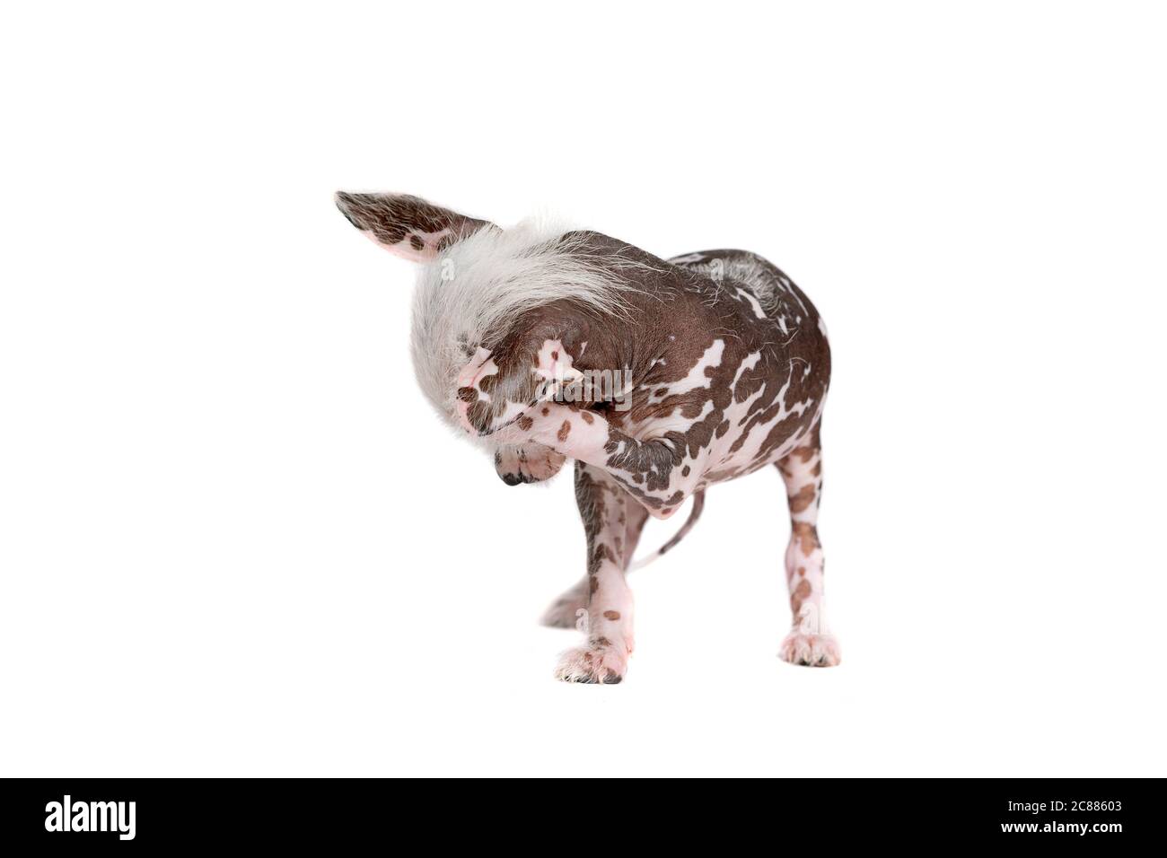 Chinese crested dog puppy in front of a white background Stock Photo