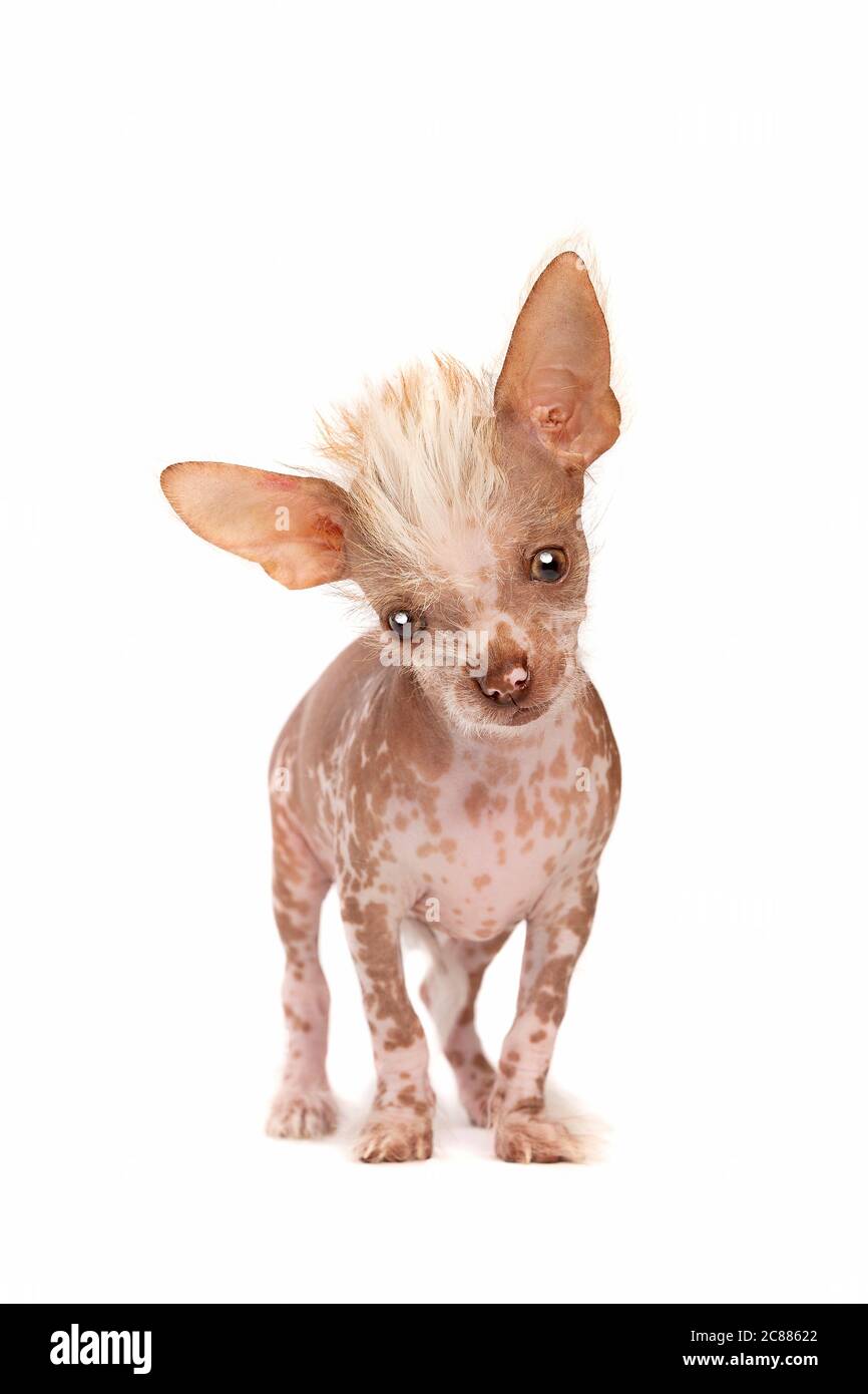 Chinese crested dog puppy in front of a white background Stock Photo