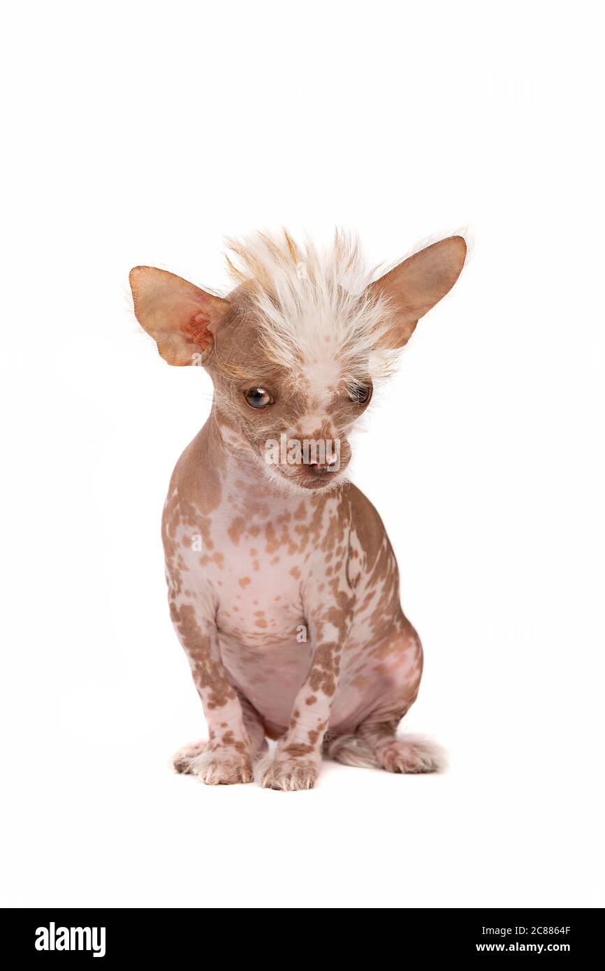 Chinese crested dog puppy in front of a white background Stock Photo