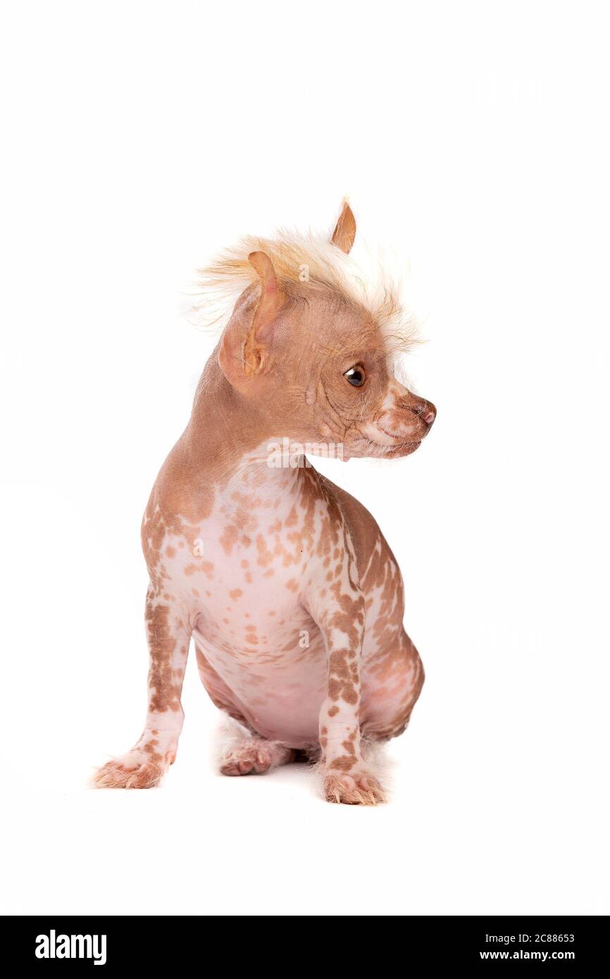 Chinese crested dog puppy in front of a white background Stock Photo