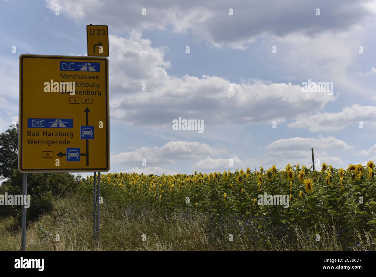 Highway through the field of sunflowers Stock Photo