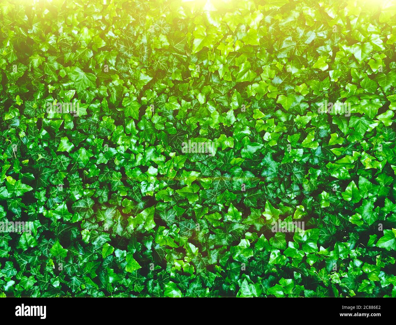 Fresh green ivy leaves as background or texture with bright morning sunlight - garden or park wall with Hedera Helix plant, city jungle concept Stock Photo