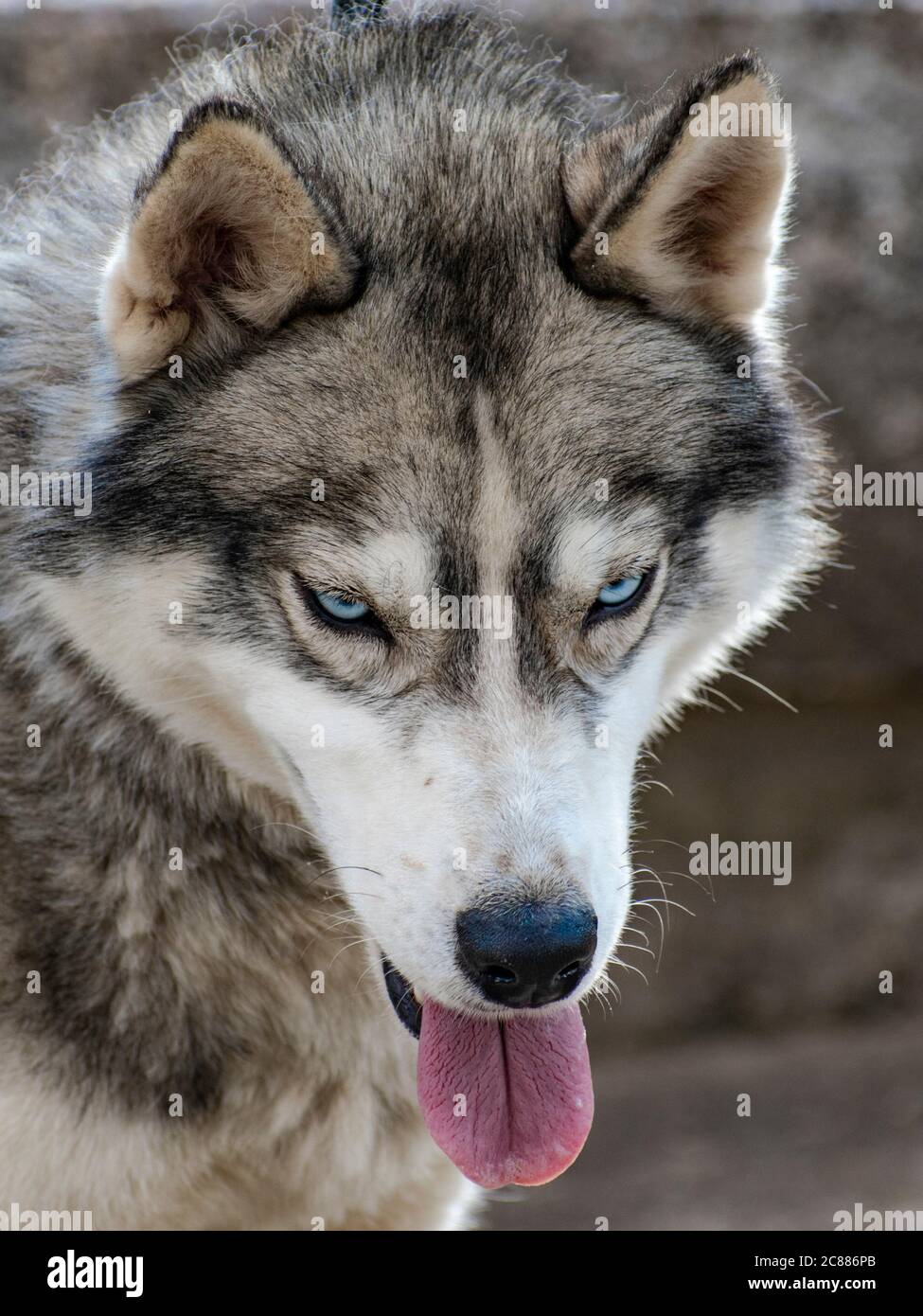 Dark grey and white male Siberian Husky with blue eyes Stock Photo
