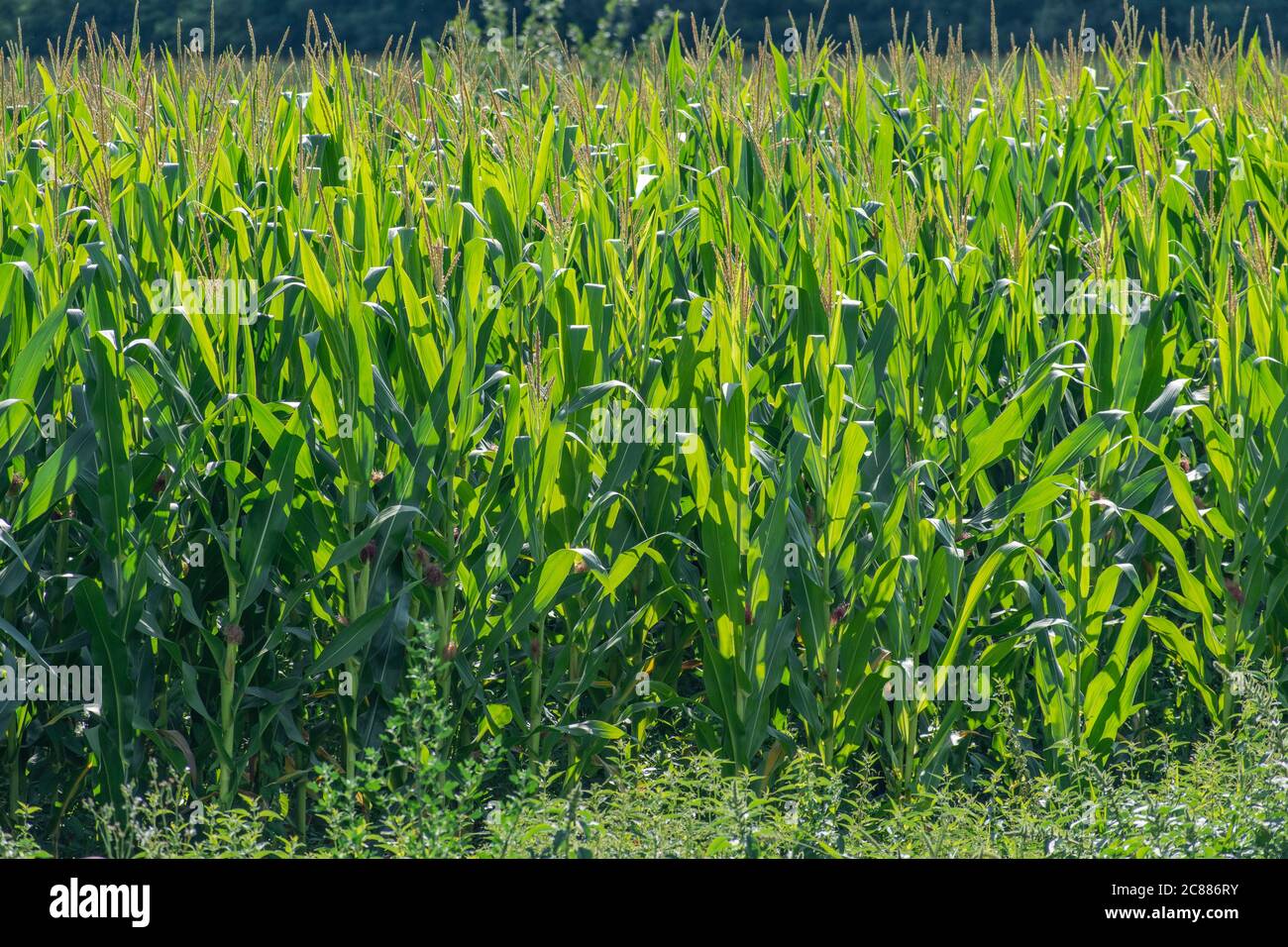 Corn maize filed in summer Stock Photo