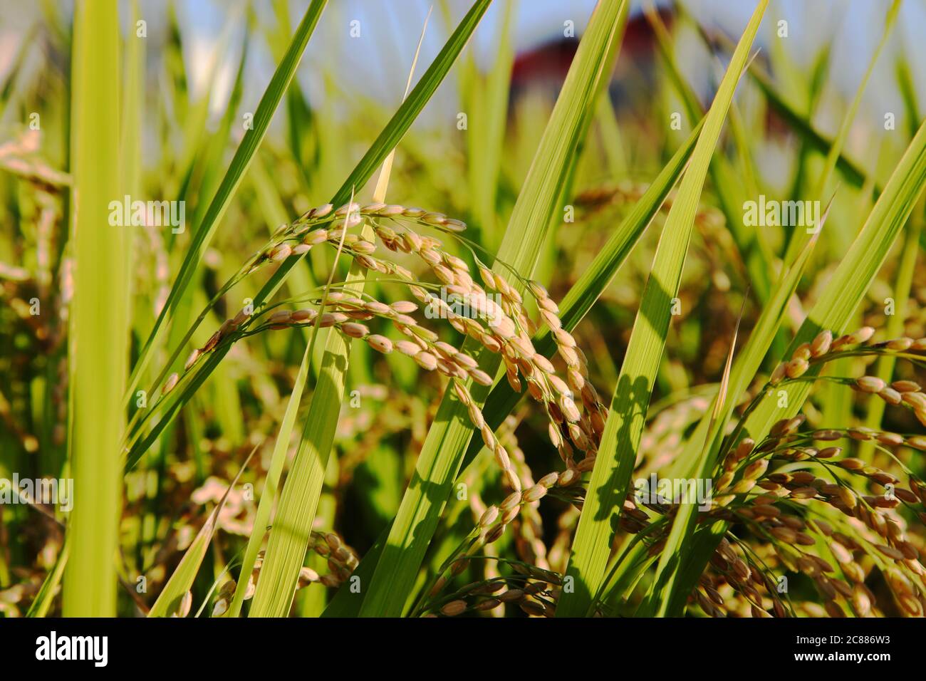 Ripening rice in paddy hi-res stock photography and images - Alamy