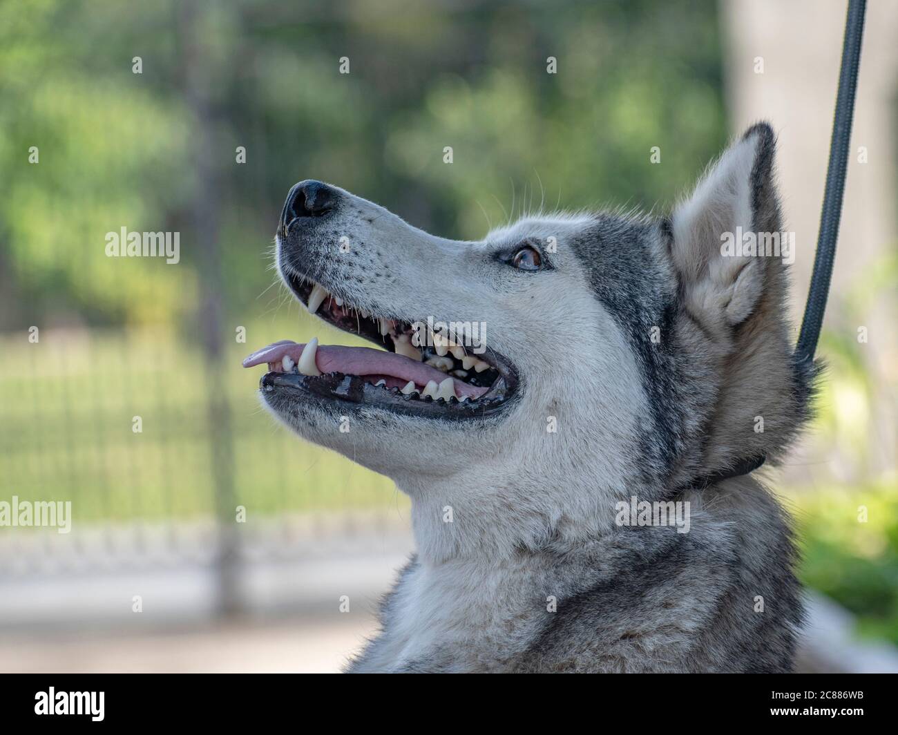 Light grey and white female Siberian Husky with brown eyes Stock Photo