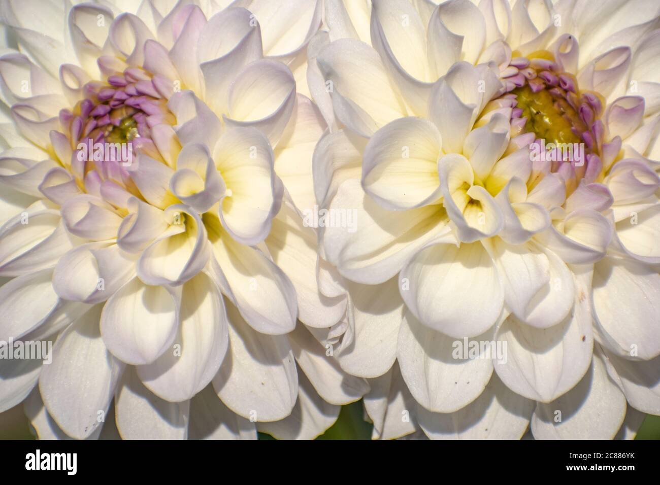 Pompon Dahlias High Resolution Stock Photography and Images - Alamy