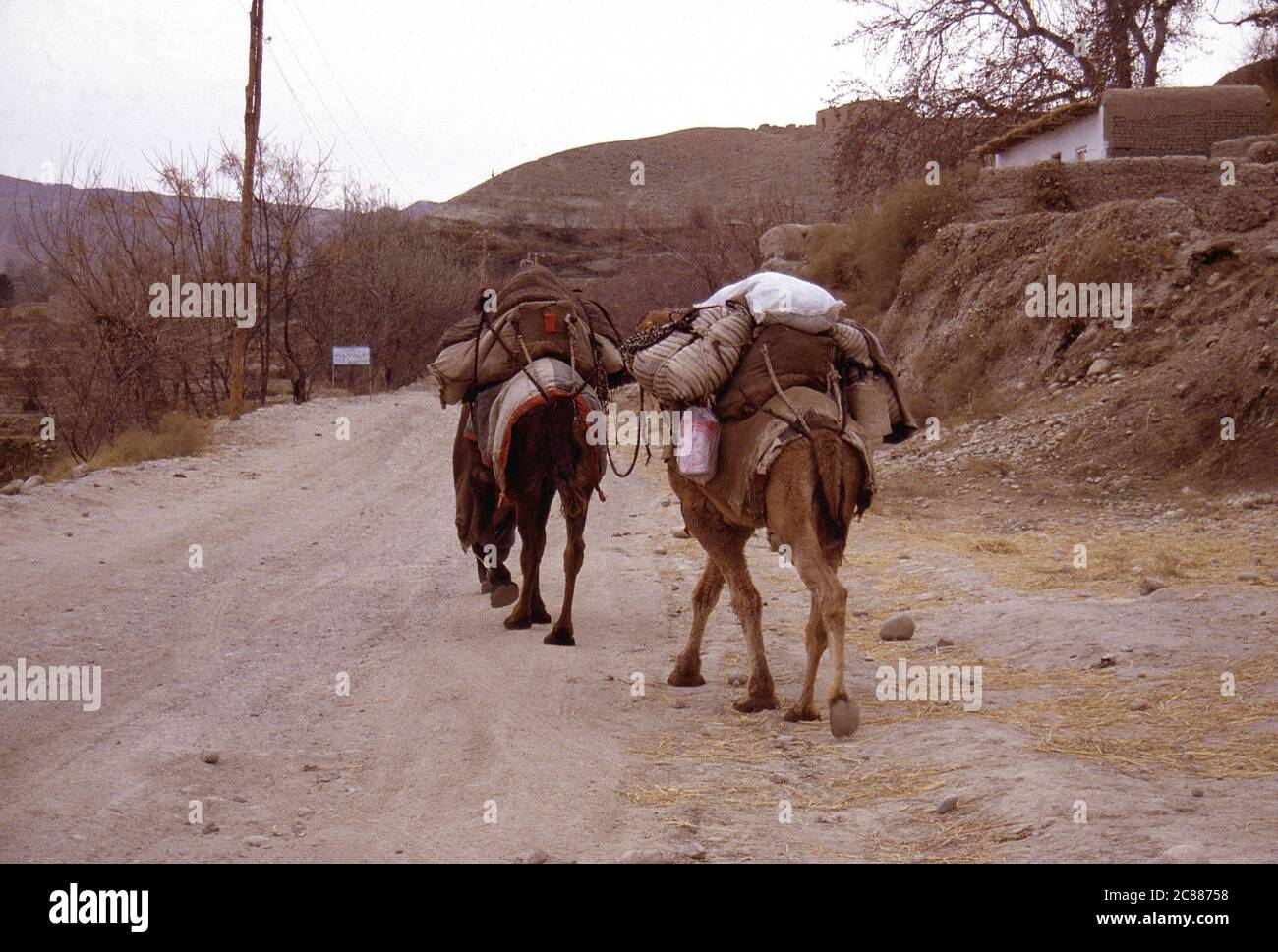 Camels walking along the main road between Jalalabad and kabul in Afghanistan 1995 Stock Photo