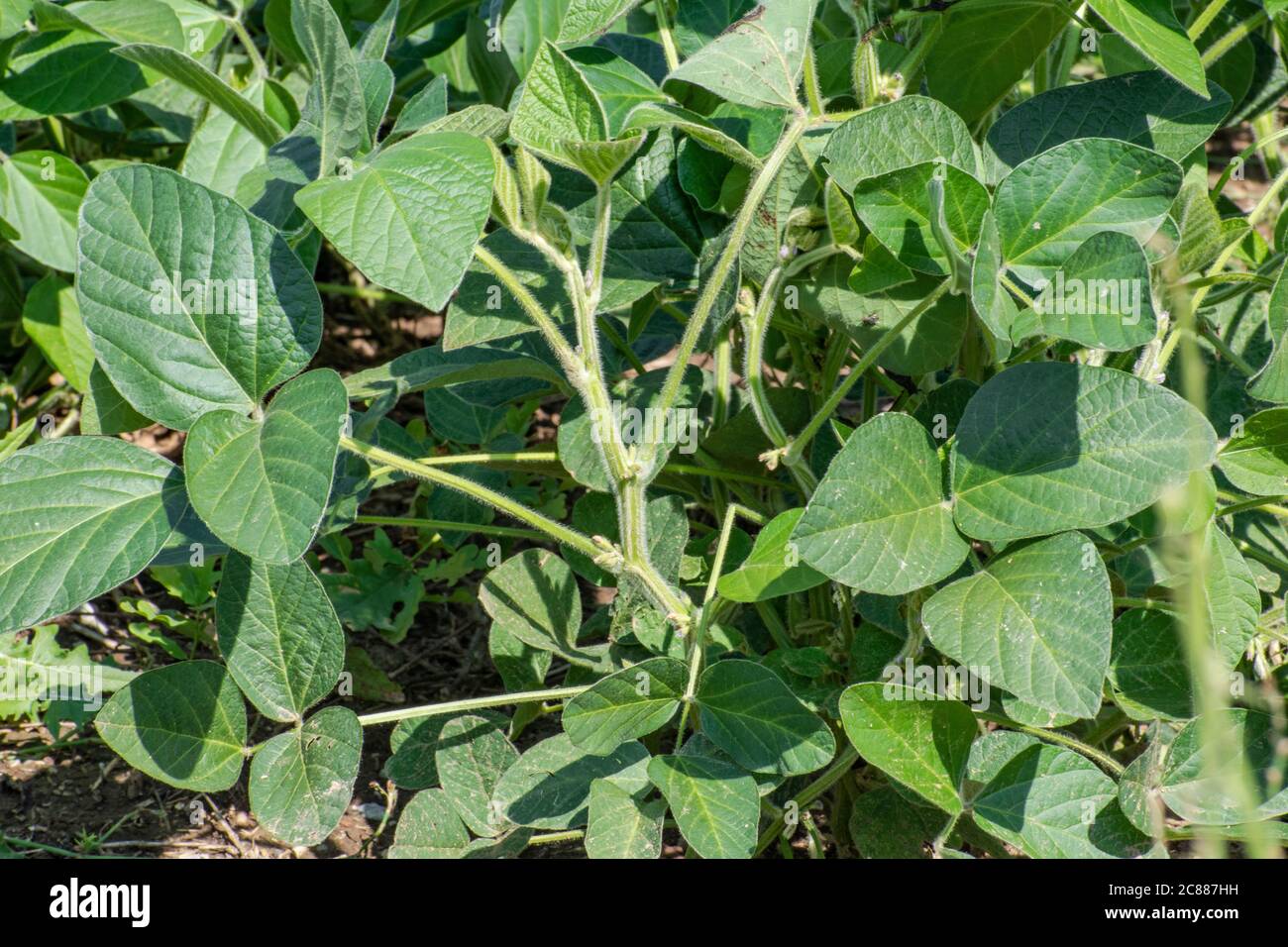 Soybean plant, Glycine max Stock Photo
