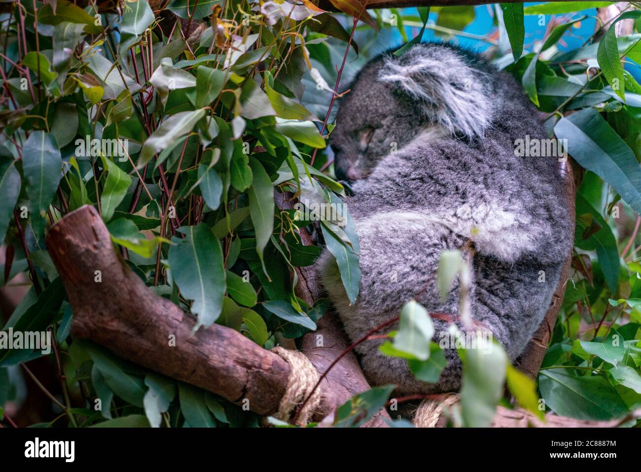 Koala hanging in tree hi-res stock photography and images - Alamy