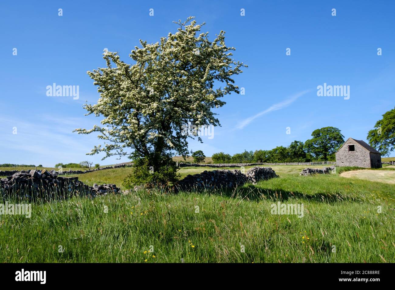 Hawthorn tree in bloom in May, near Alstonefield, Peak District National Park, Staffordshire, England Stock Photo