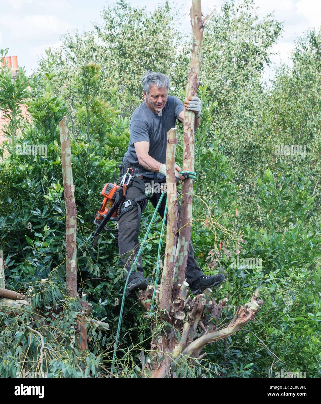 A tree surgeon going about his work in a suburban garden, London, UK Stock Photo