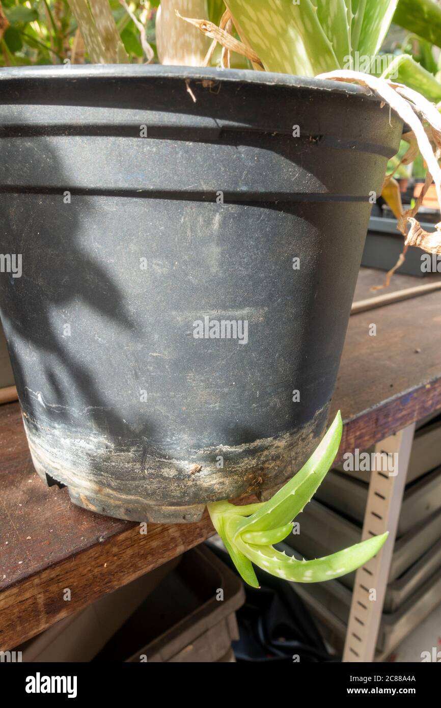 Baby Aloe Vera High Resolution Stock Photography And Images Alamy Baby Aloe Vera High Resolution Stock Photography And Images Alamy