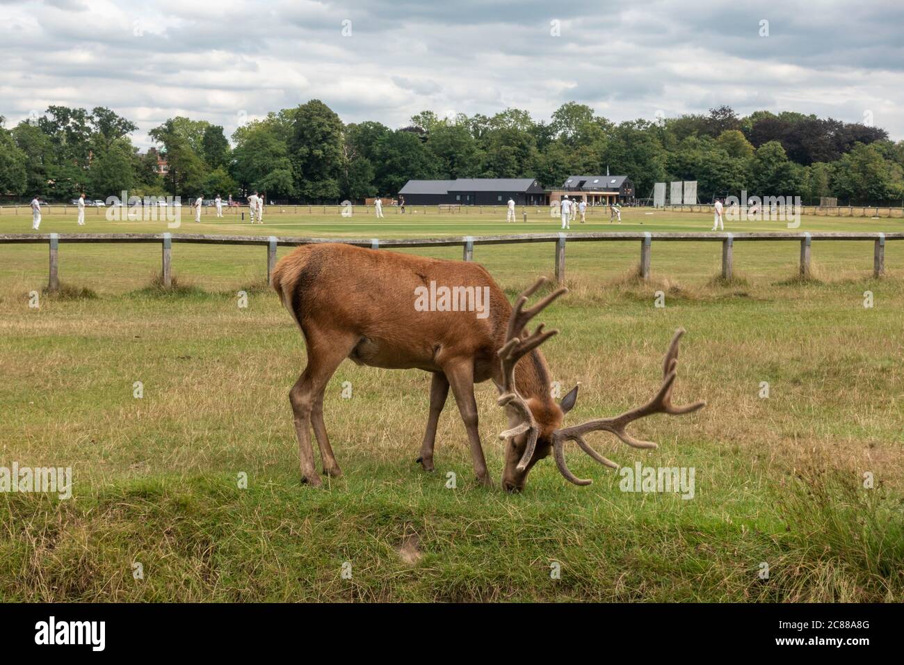 A large male stag red deer grazing in front of a game of cricket in Bushy Park, Richmond upon Thames, UK. Stock Photo
