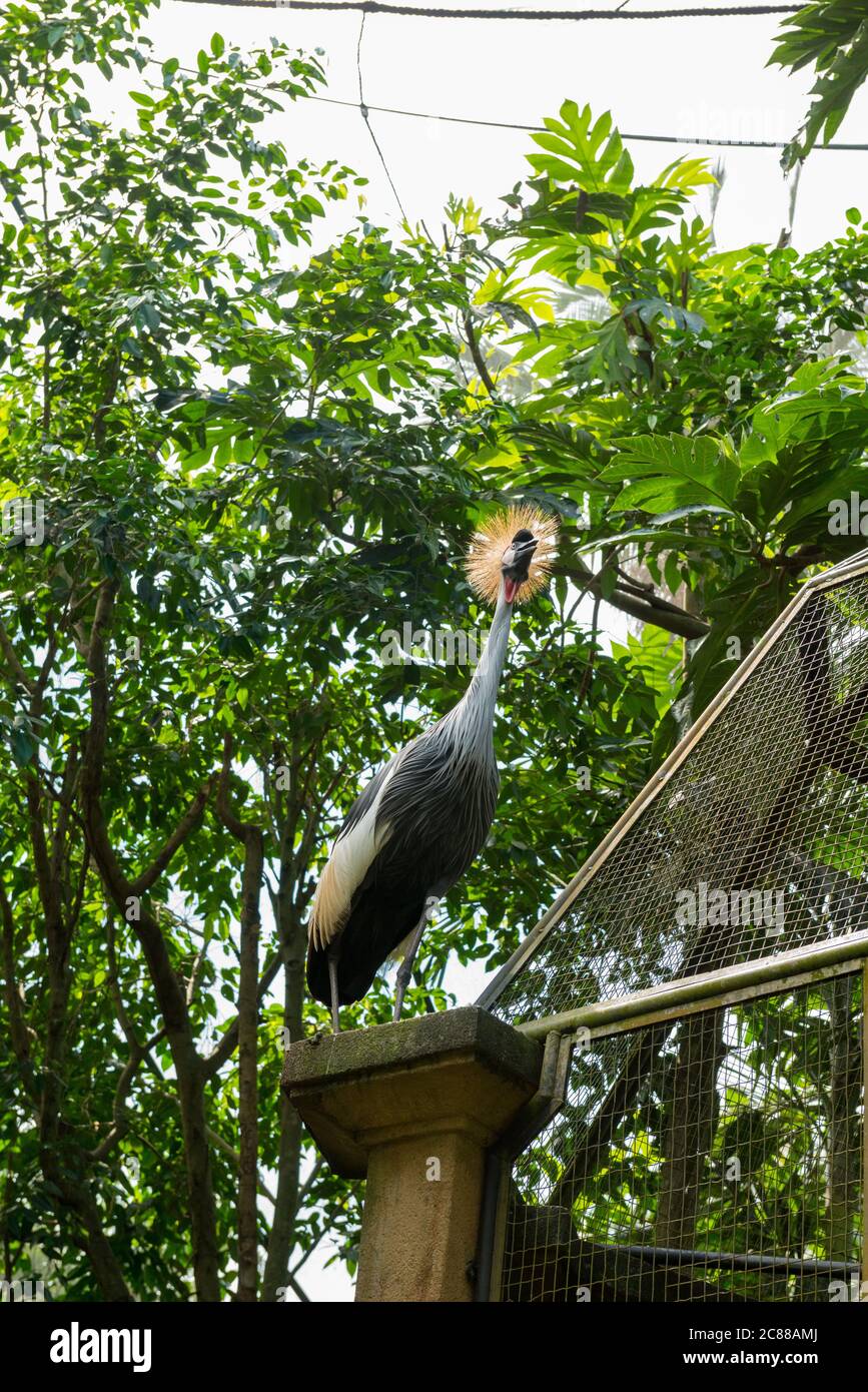 Bali Bird Park In Sanur Stock Photo Alamy