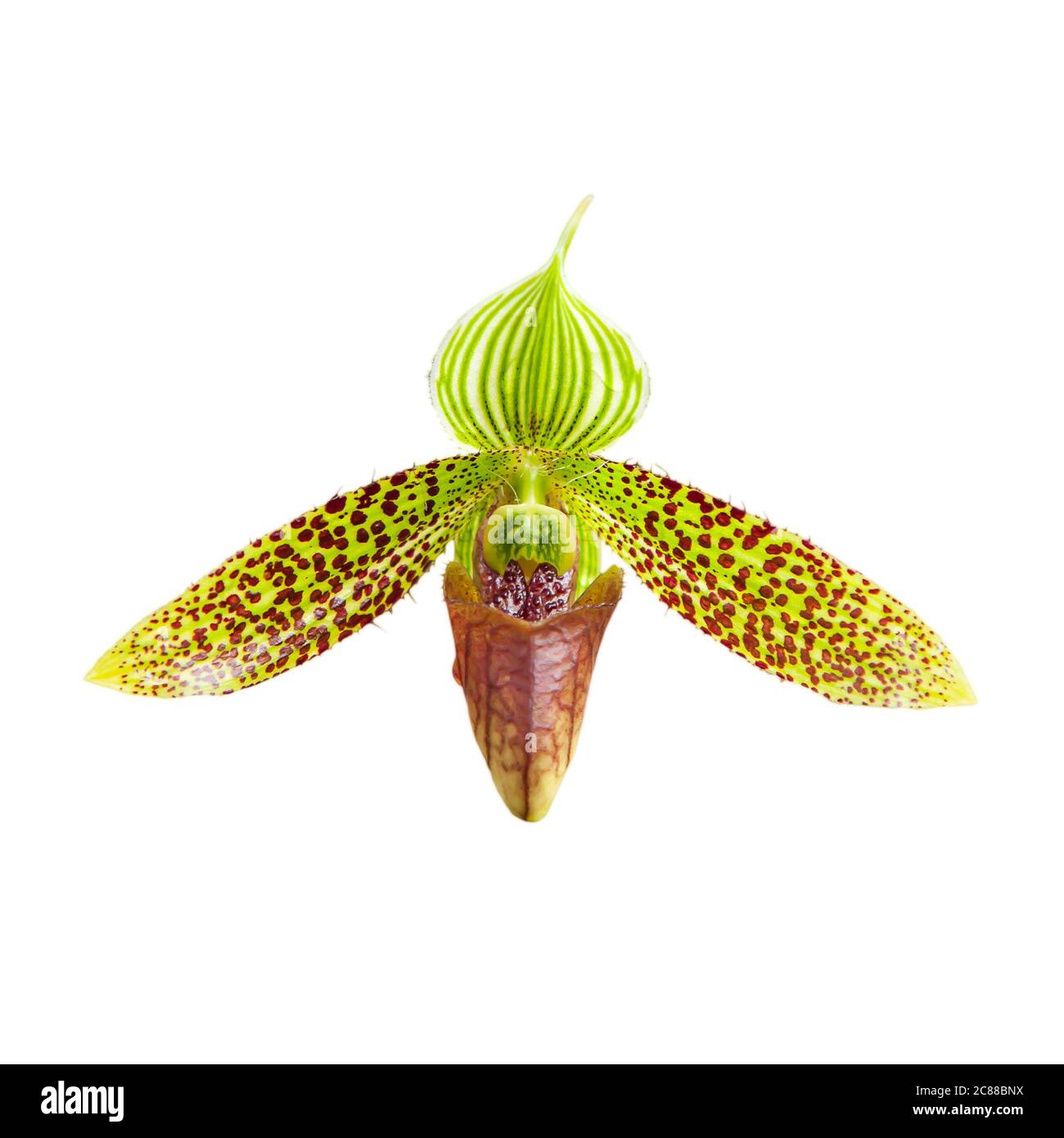 The Sukhakul’s Paphiopedilum is in bloom, Sukhakul’s Paphiopedilum is a species of orchid endemic to northern Thailand. Isolated on white background. Stock Photo