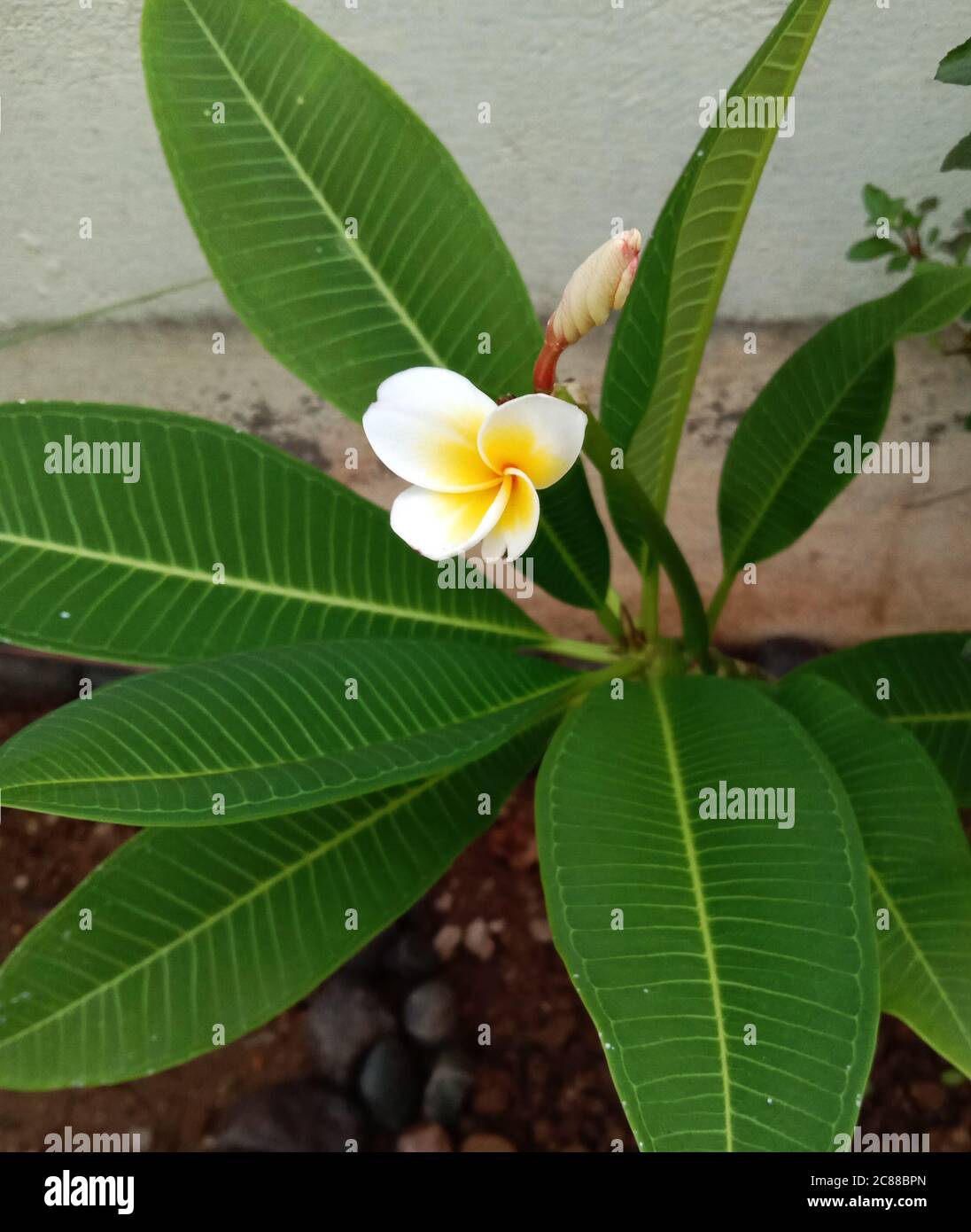 Plumeria or champa flower is a medicinal plant . used to make scent. Stock Photo