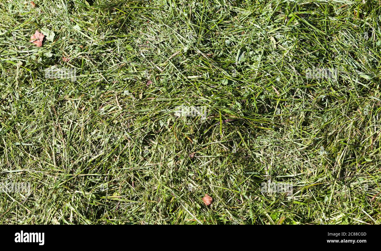 Green grass trimmings or mulch, natural background photo texture Stock Photo