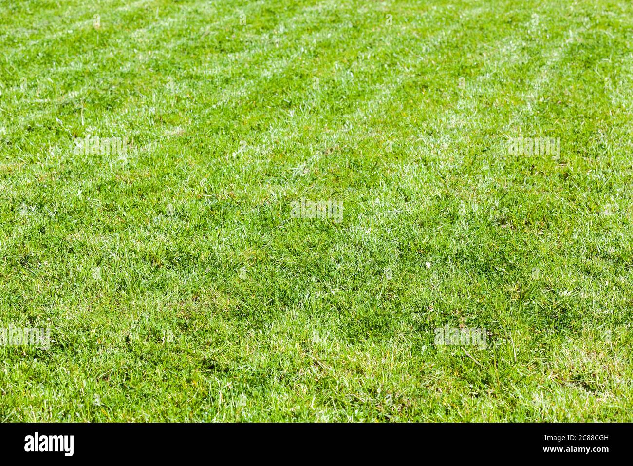 Trimmed lawn at summer sunny day, fresh green grass background photo Stock Photo