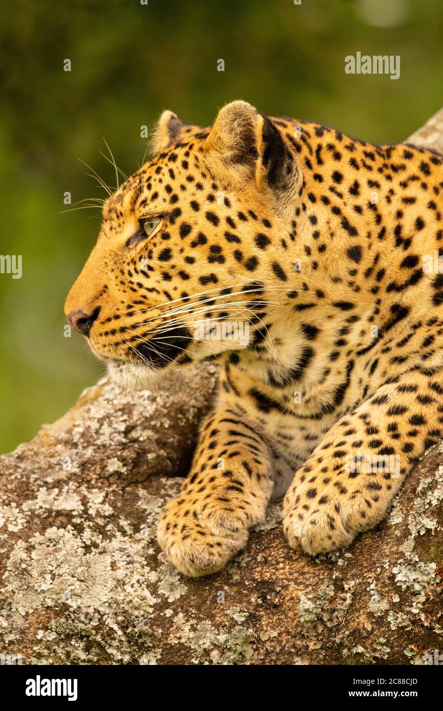 Leopard paws close up hi-res stock photography and images - Alamy